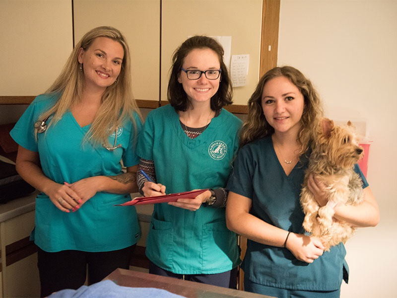 Vet Services in Smyrna, DE |  Duck Creek Animal Hospital